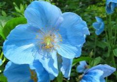 Blue Poppy jpg